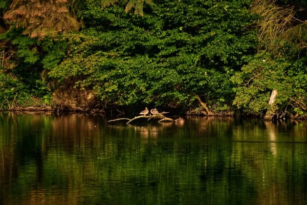 Vista panorâmica do lago na floresta