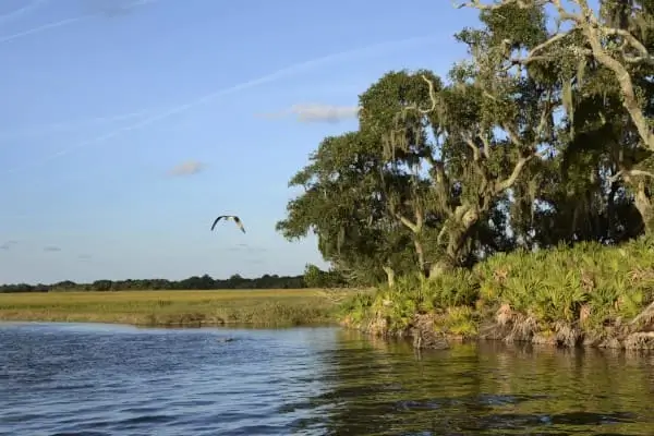 Mergulhe na Beleza Natural do Pantanal: Ecoturismo em sua Melhor Forma